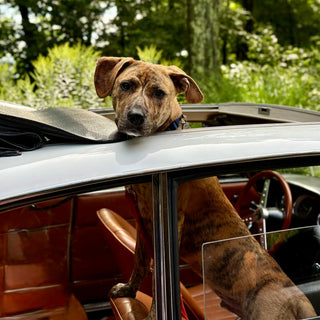 A brown and black brindle dog sitting inside a vintage car with its head resting on the open roof window, with green trees in the background.
